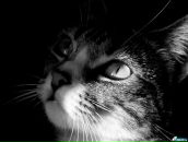 Фотография Харламовой Виктории