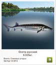 Степан Вівчар фотография #36 (источник - https://vk.com/id147025983)