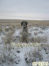 Kazakhy Tazy фотография #45 (источник - https://vk.com/id166144282)