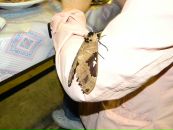 Roman Khromtsov фотография #33 (источник - https://vk.com/id1180370)