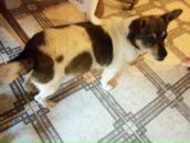 Daniela Pop фотография #42 (источник - https://vk.com/id23949692)