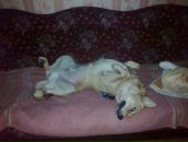 Тимка __ фотография #10 (источник - https://vk.com/id147852110)