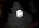 Діма Боднар фотография #14 (источник - https://vk.com/id55909307)