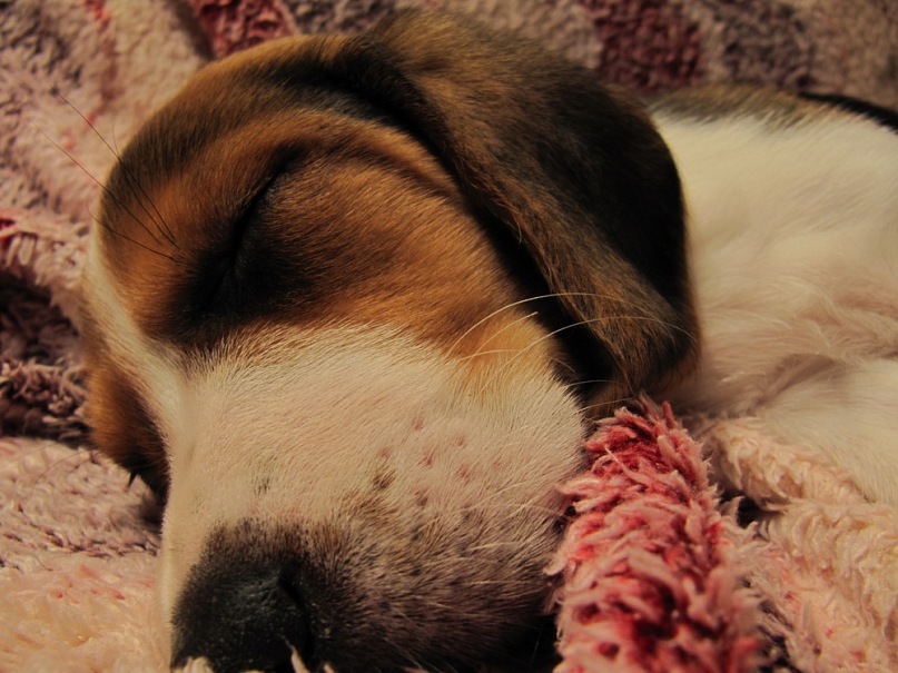 Dima Kulik фотография #47