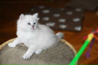 Мадэмуазель Нэс фотография #48 (источник - https://vk.com/id216308)