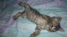 Фотография Меркушев Константин