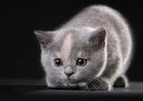Діана Береза фотография #9 (источник - https://vk.com/id162546834)
