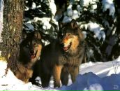 Игорь Бирюк фотография #24 (источник - https://vk.com/id1307750)