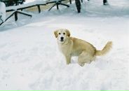 Mehmet Bitik фотография #14 (источник - https://vk.com/id2276688)