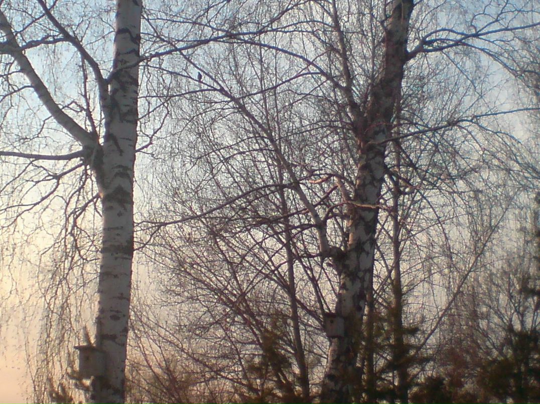 Денис Николаев фотография #20