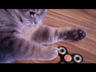 Кот Блинчик и спиннер