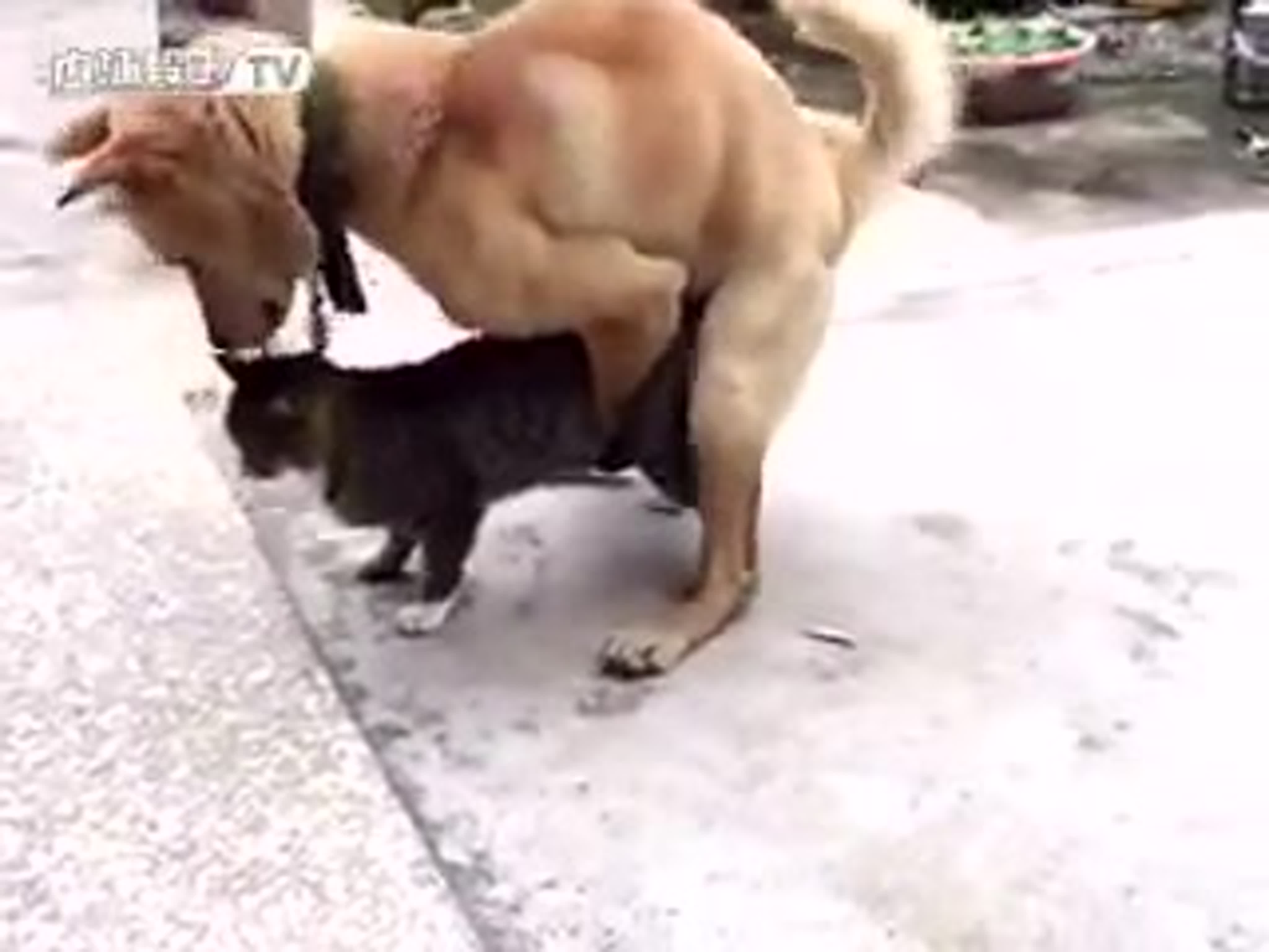 Porn Picture