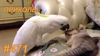 Приколы июль 2019 №471
