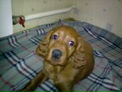 Фотография Писаренко Елены