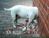 Антон Лебедев фотография #19 (источник - https://vk.com/id3782490)