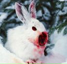 Фотография Блейх Анны