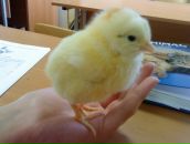 Фотография Шалит Надежды