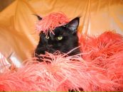 Фотография Shevchenko Екатерины