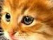 Аліна Третякович фотография #40 (источник - https://vk.com/id36342602)