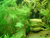 Dathim Origin фотография #18 (источник - https://vk.com/id2932718)