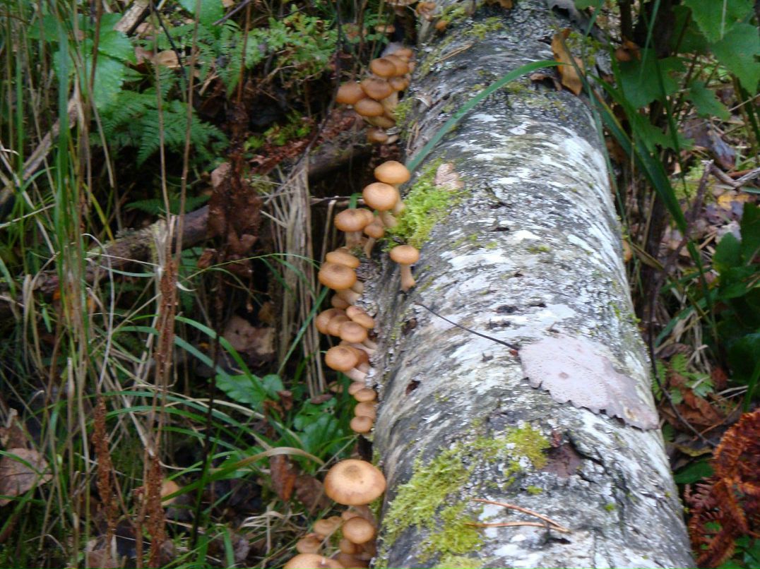 Эмма Кубло фотография #25