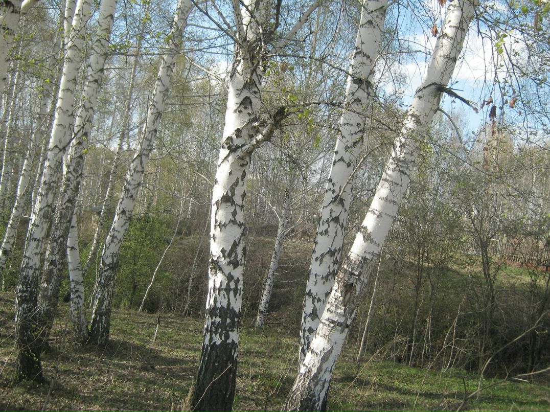 Дмитрий Ефремов фотография #50