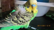 Фотография Турчиной Анны