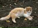 Берта °•..kitty..•° фотография #26 (источник - https://vk.com/id151790863)