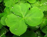 Фотография Ефремова Василия