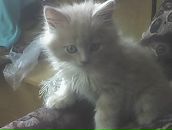 Настя Вінницька фотография #37 (источник - https://vk.com/id263050134)