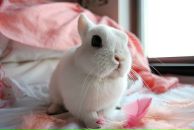 Ліанка Кучерява фотография #28 (источник - https://vk.com/id135812410)