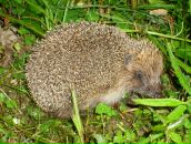 Фотография Воскресенской Анастасии