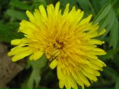 Фотография Кудрявцевой Анны